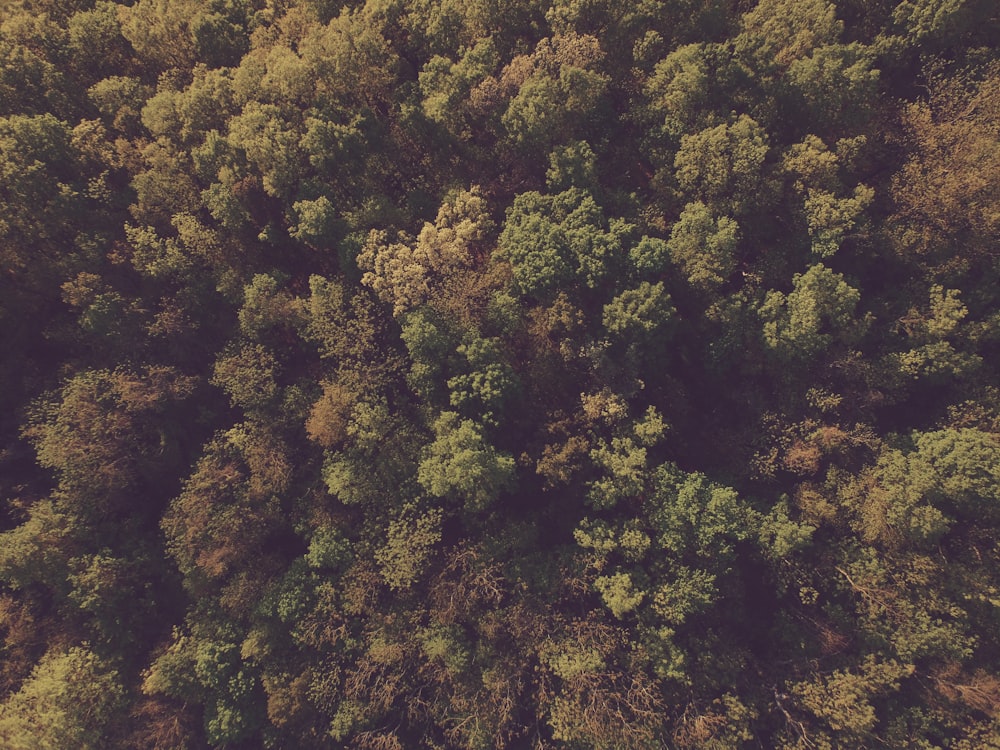 aerial photography of trees