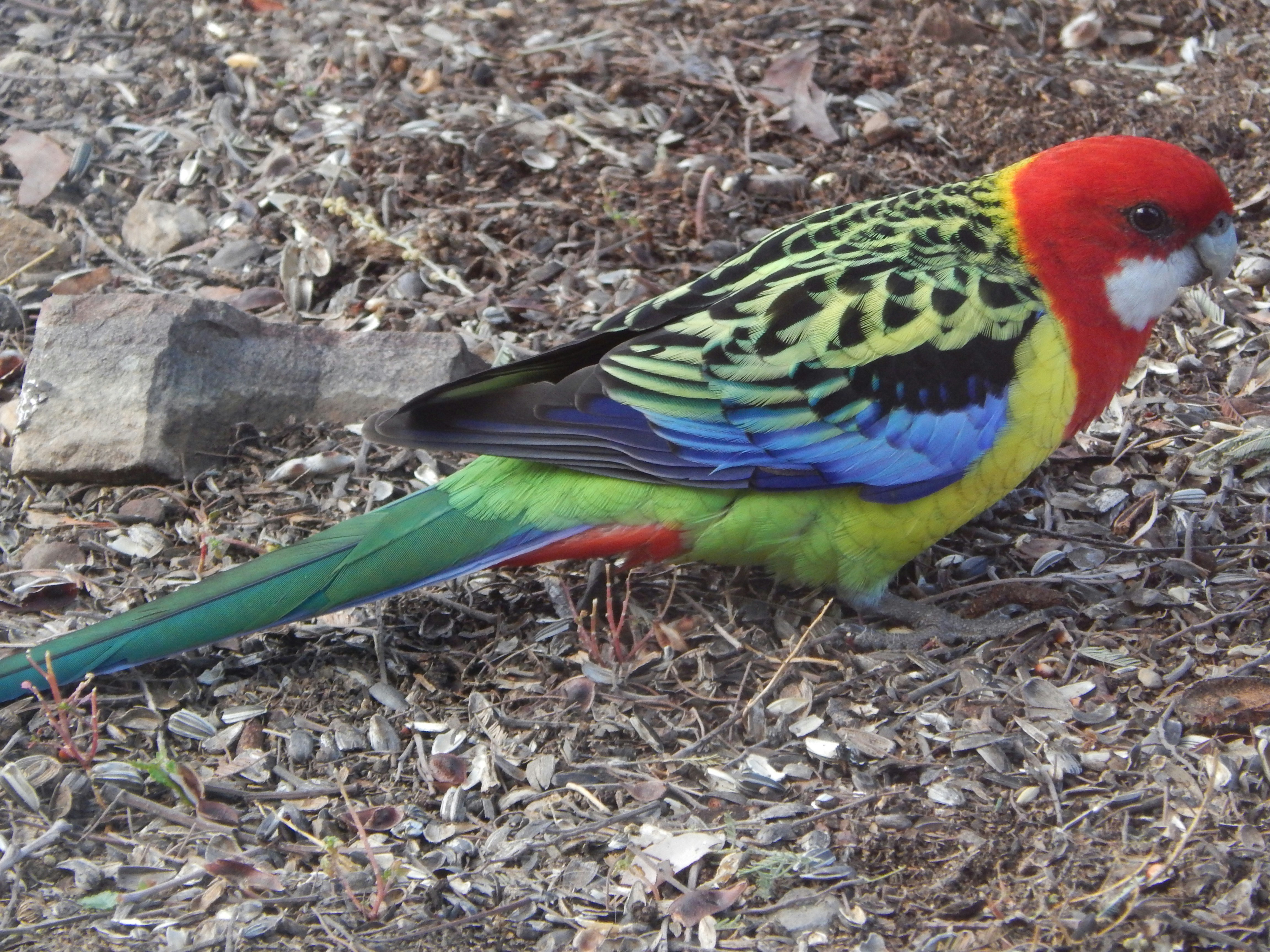 Free Unsplash photo from Mavis Stucci