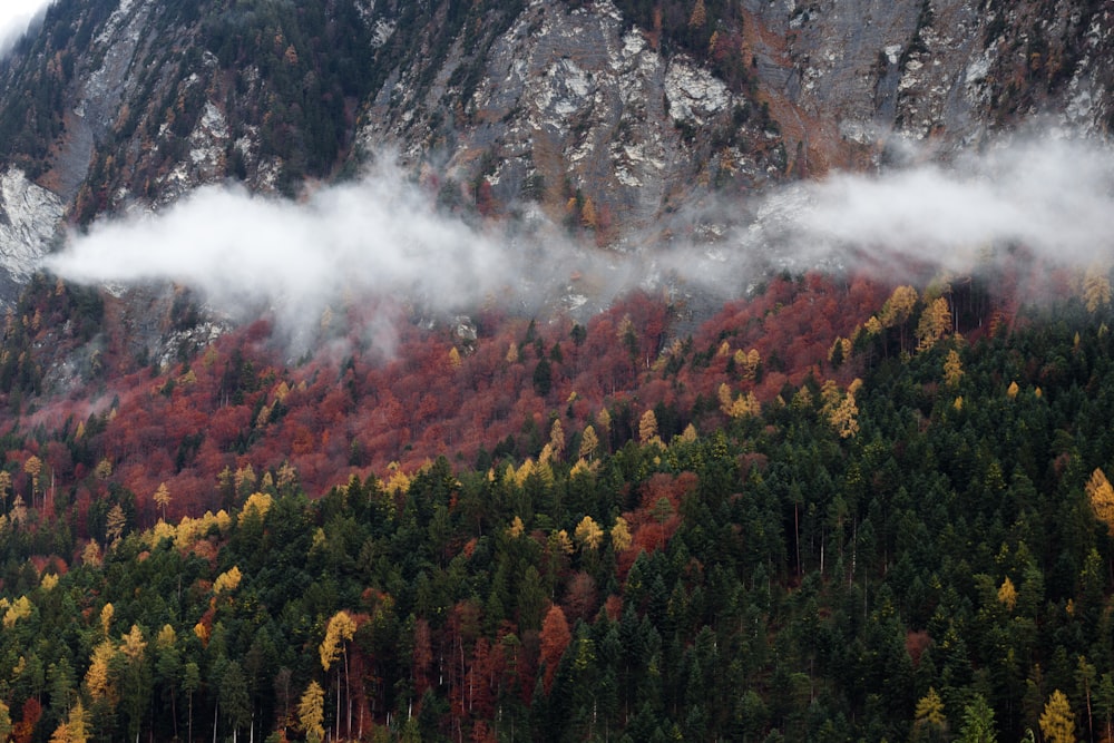 green and maroon forest trees near the mountain