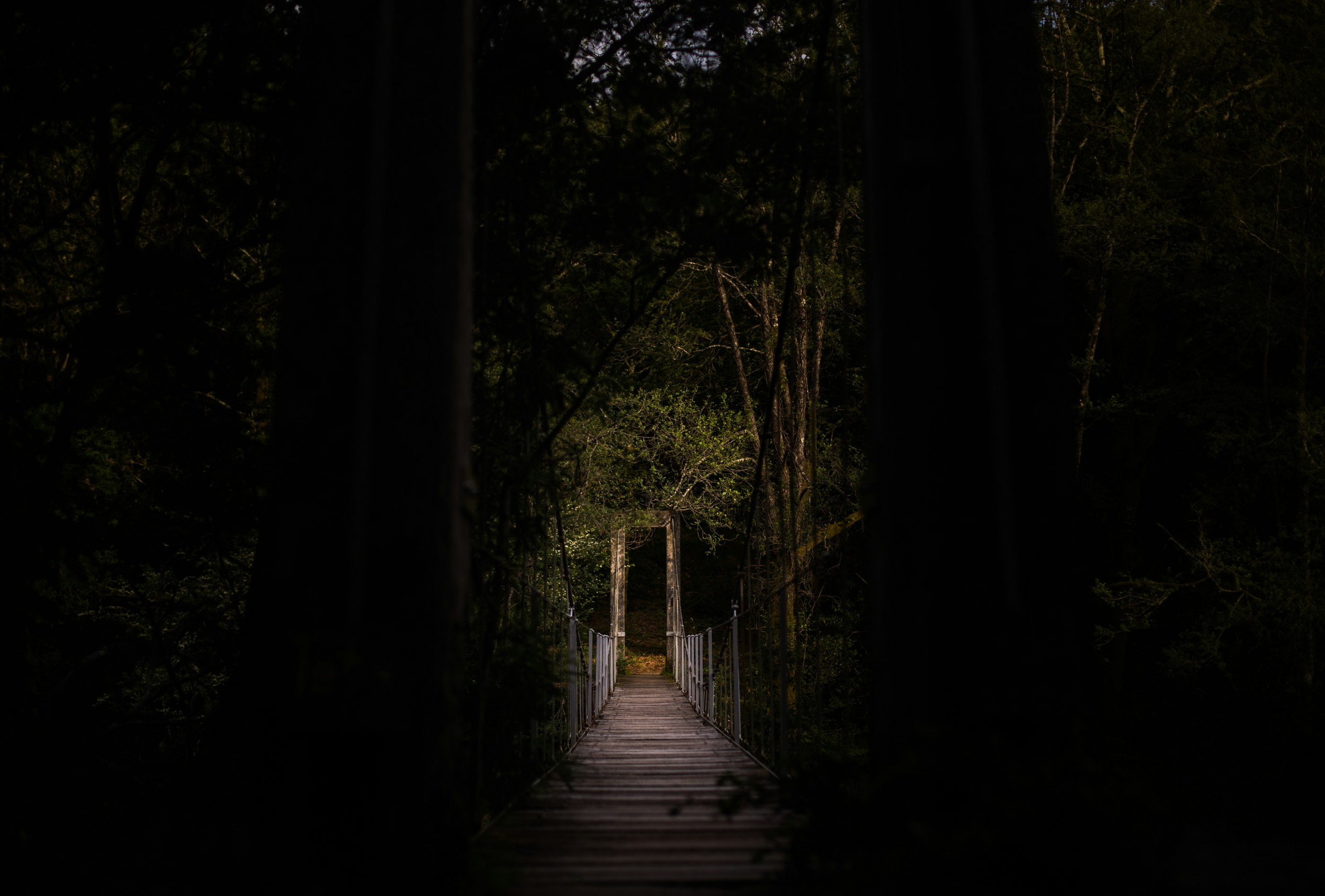 selective focus photography of bridge