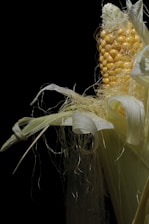 A close-up of golden American sweet corn ears freshly harvested from lncg farm fields.