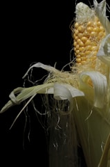 A close-up of fresh corn on the cob, ready to be grilled.
