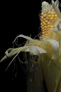 Close-up of rich, nutritious maize grains.