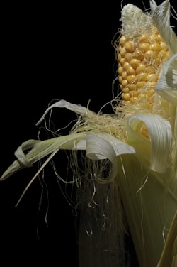 A close-up of fresh corn kernels being inspected in a bright, modern food processing lab.