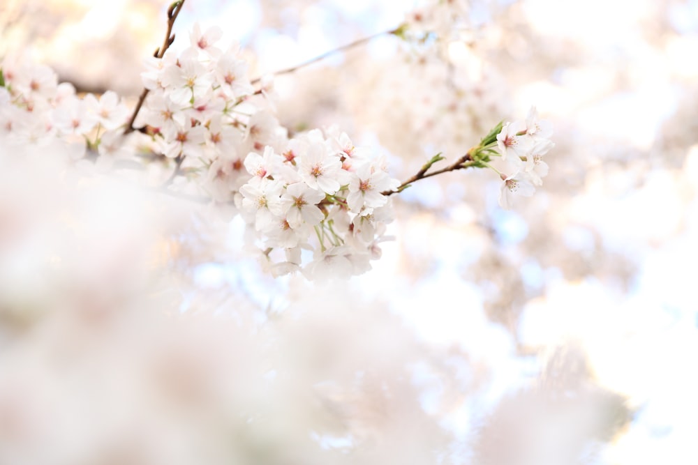 fotografia ravvicinata fiori di ciliegio bianchi