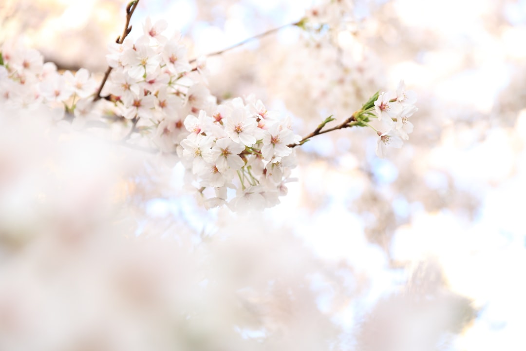 closeup photography white cherry blossoms, focus-blossom-shot