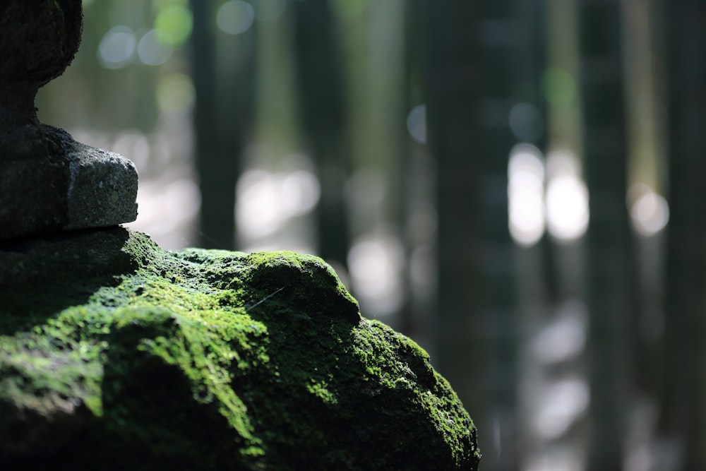 selective focus photography of moth on rock