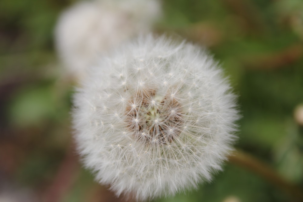 weiße Löwenzahnblüte