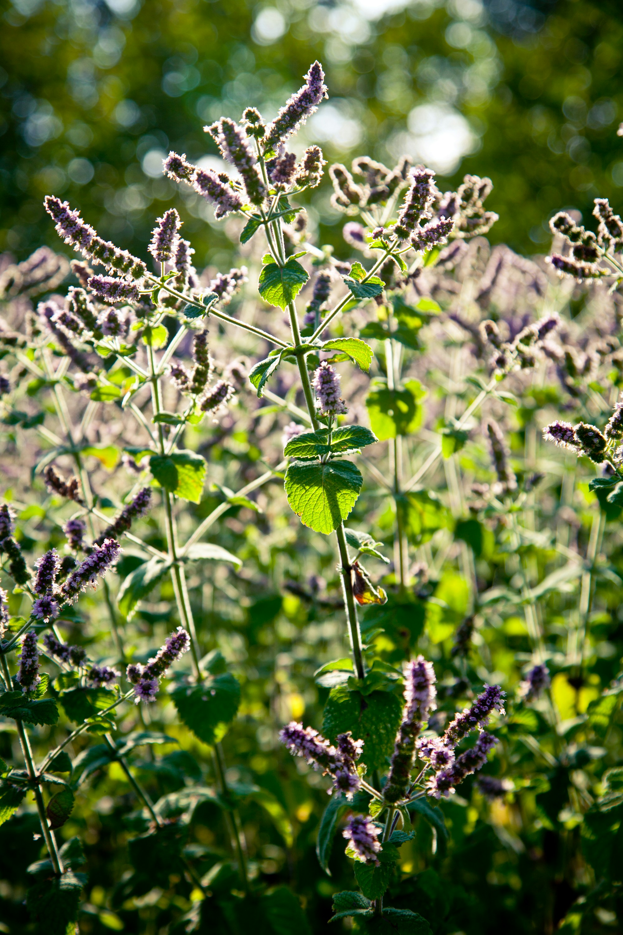 Free Unsplash photo from Pelle Beckman