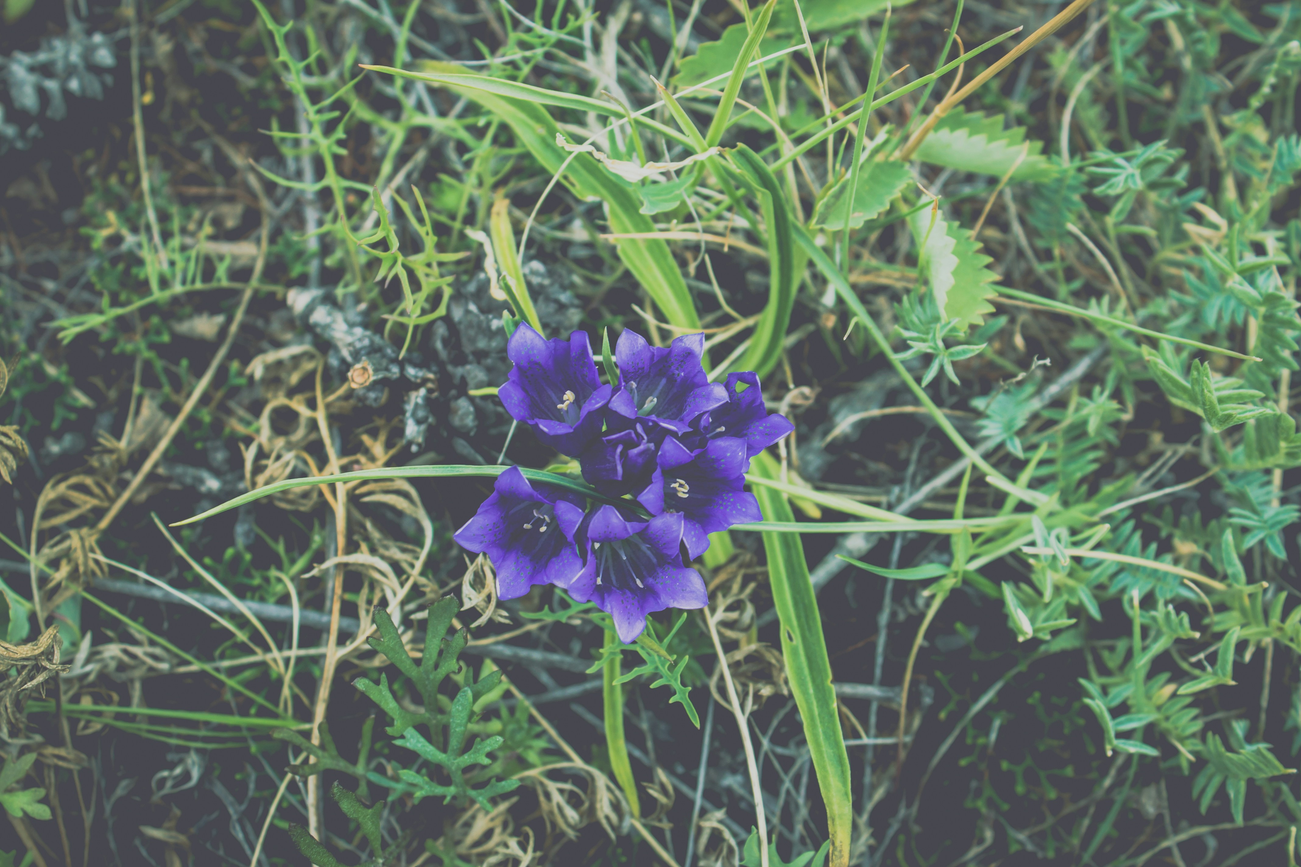 Free Unsplash photo from Alexandr  Goncharov