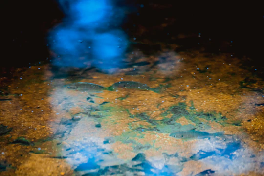 Underwater shot of colorful fish swimming near riverbed plants