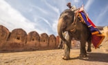 man riding on walking elephant at daytime