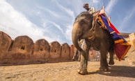 man riding on walking elephant at daytime