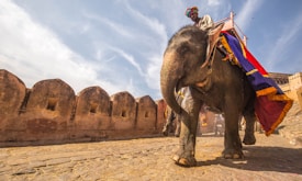 An elephant adorned with colorful fabric carries a rider wearing a traditional turban. The scene is set against an ancient stone fort under a partly cloudy sky.