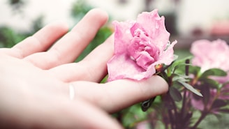 person holding pink peony flower