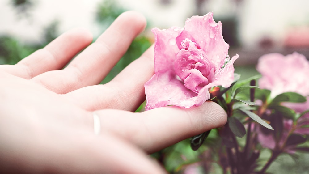 Persona sosteniendo flor de peonía rosa