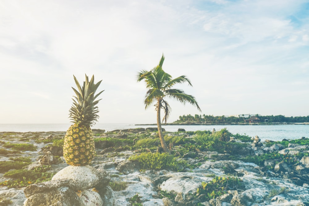 pineapple fruit