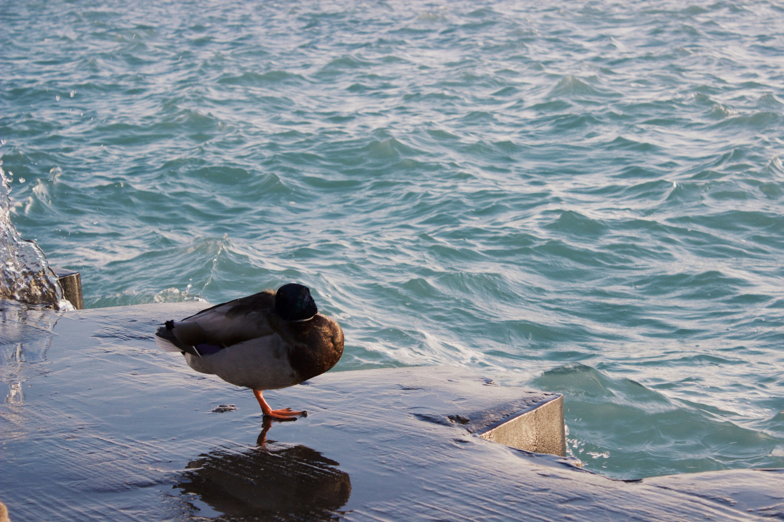 Free Unsplash photo from Ryan Lindsay