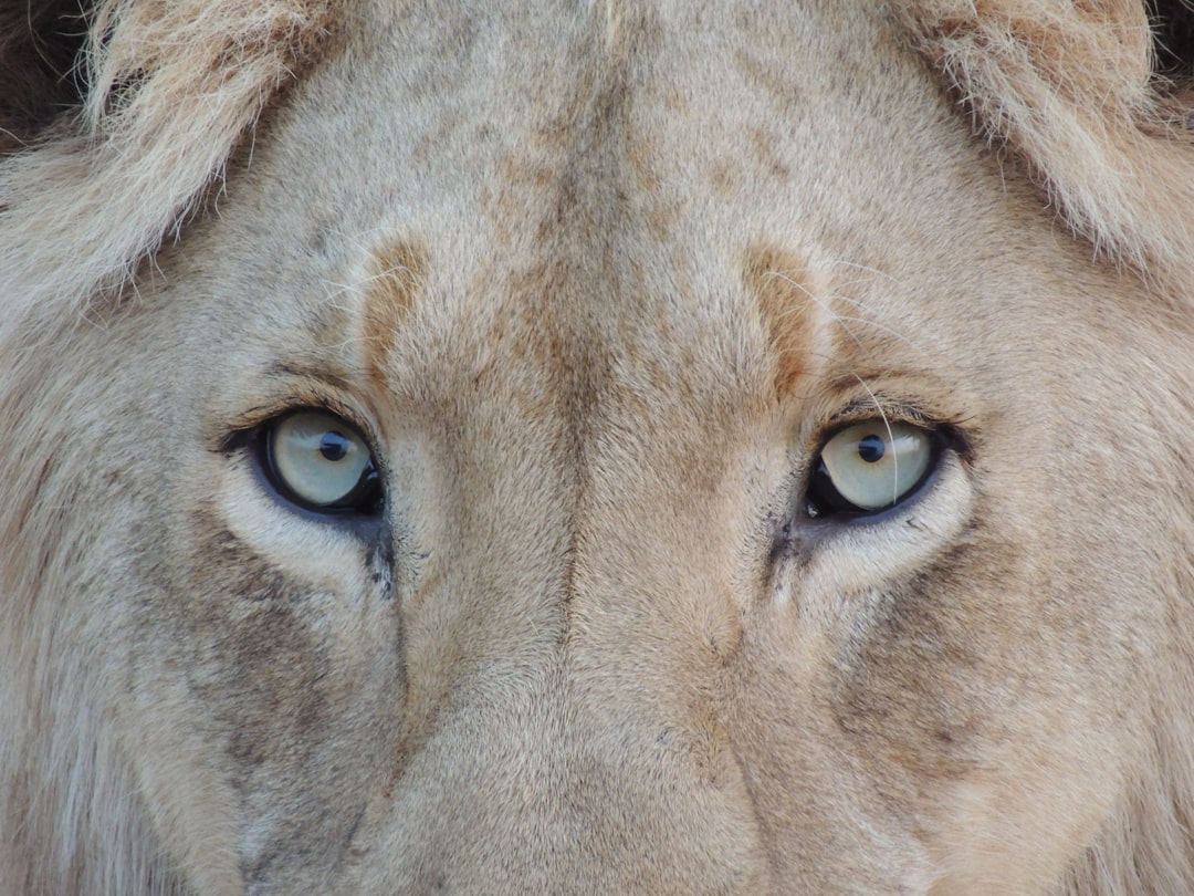 brown lion, It happend in a safari in Krugger park