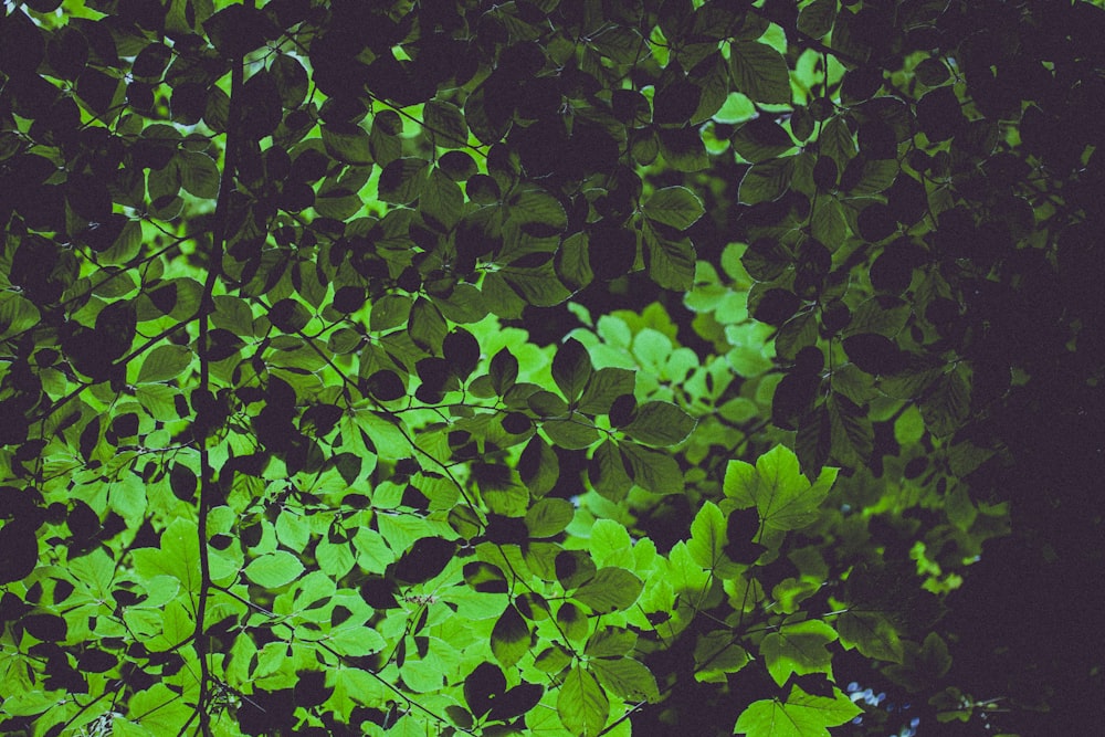 green leafed plants