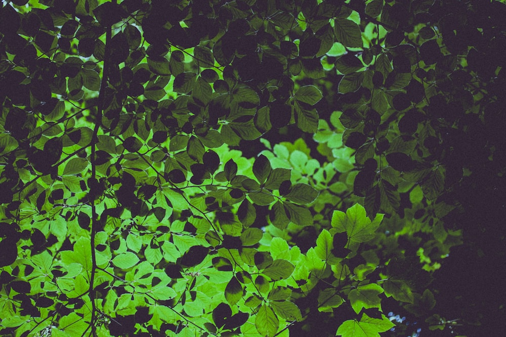 plantas de hojas verdes