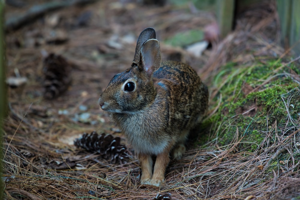 Fotografía de primer plano del conejo marrón en el suelo