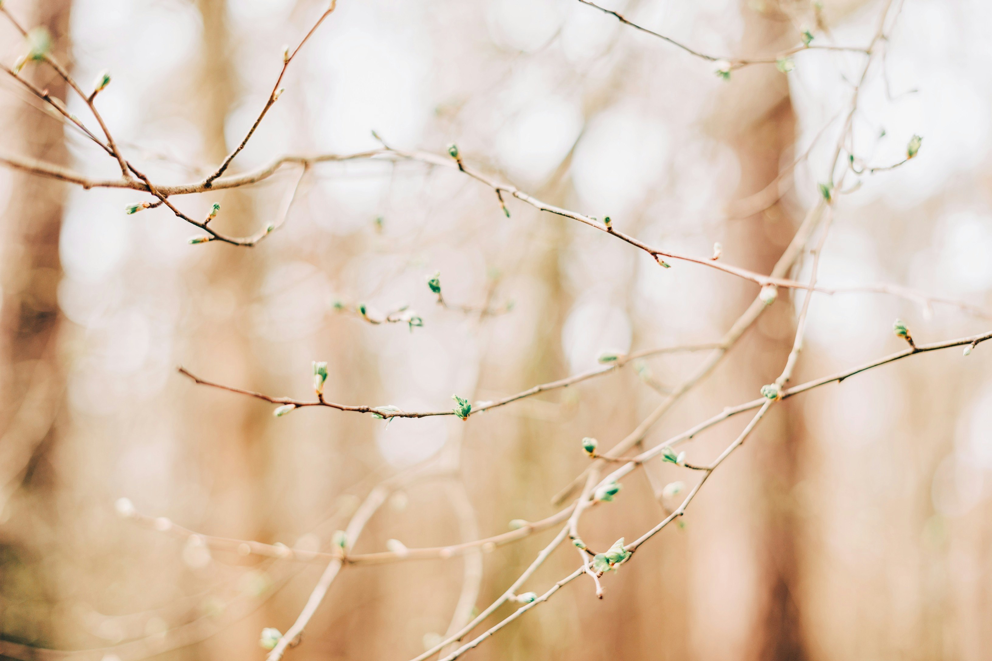 green plant in close up photography