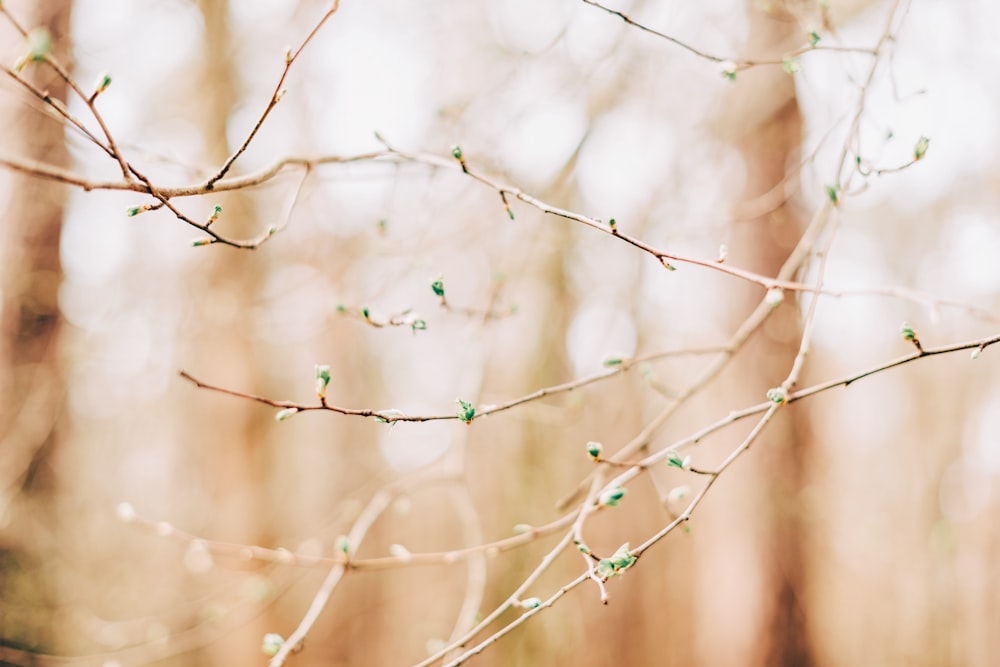 green plant in close up photography