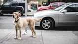 short-coated brown dog standing beside gray car parked on road