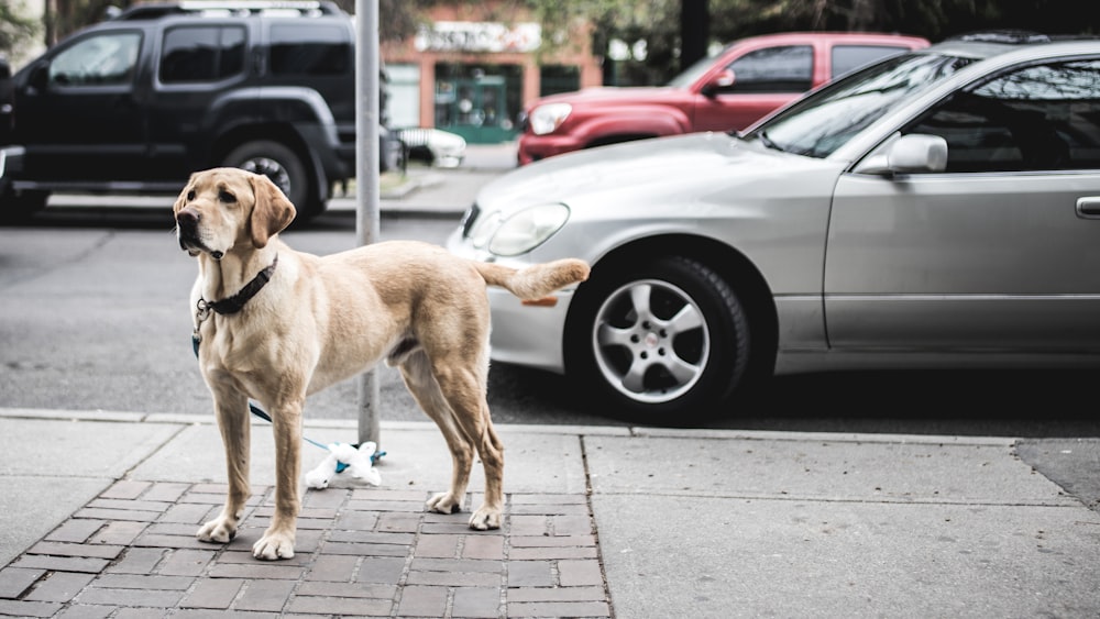 short-coated brown dog standing beside gray car parked on road