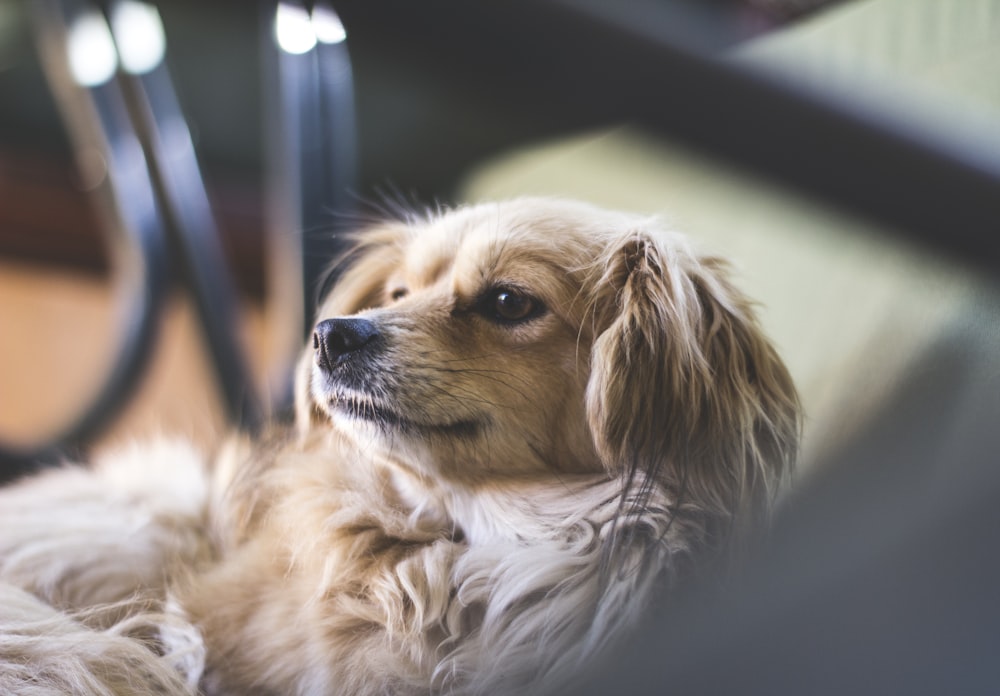 close-up photograph of brown and white adult King Charles cavalier spaniel