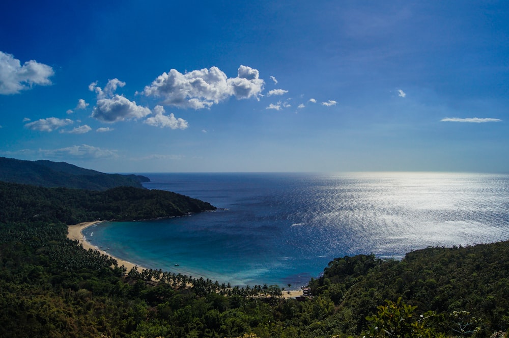 body of water and green forest