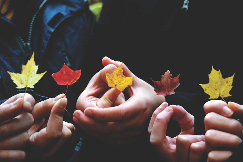 person's holding leaves during daytime