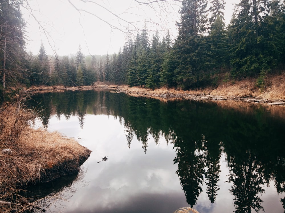 trees near body of water