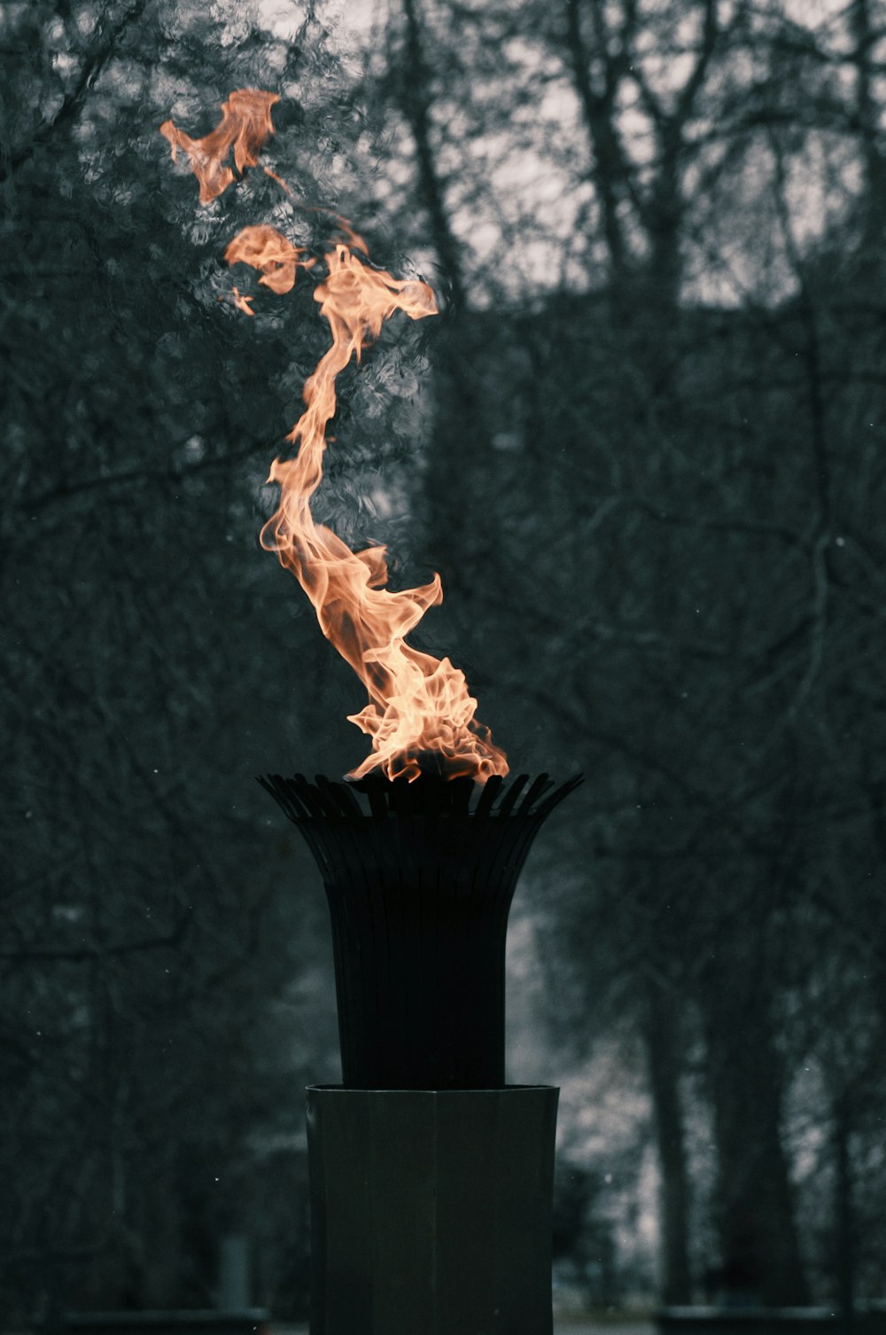 flame near trees