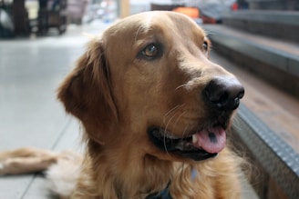 A happy golden retriever receiving a gentle wellness exam inside a cozy mobile vet clinic.