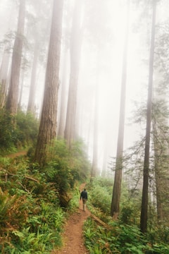 Travelers walking along a misty forest trail surrounded by towering ancient trees