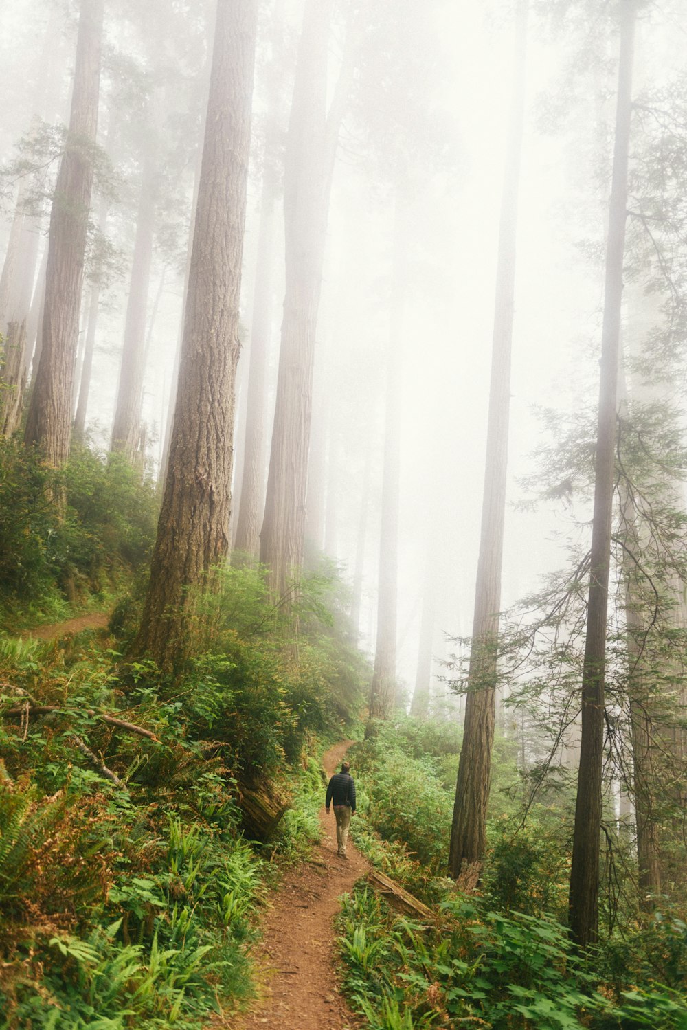 personne sur la forêt