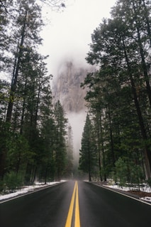 black concrete road surrounded by trees during daytime