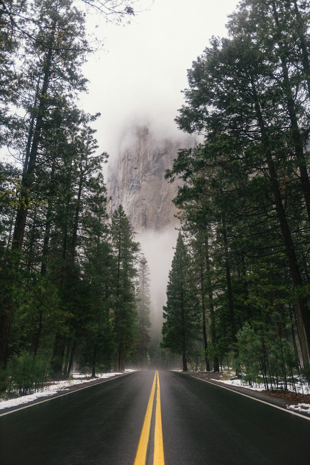 Carretera de hormigón negro rodeada de árboles durante el día