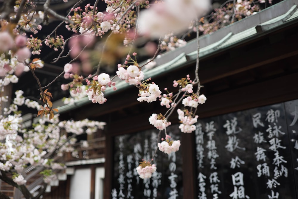 White cherry blossom hanging from a tree over an Asian-style roof