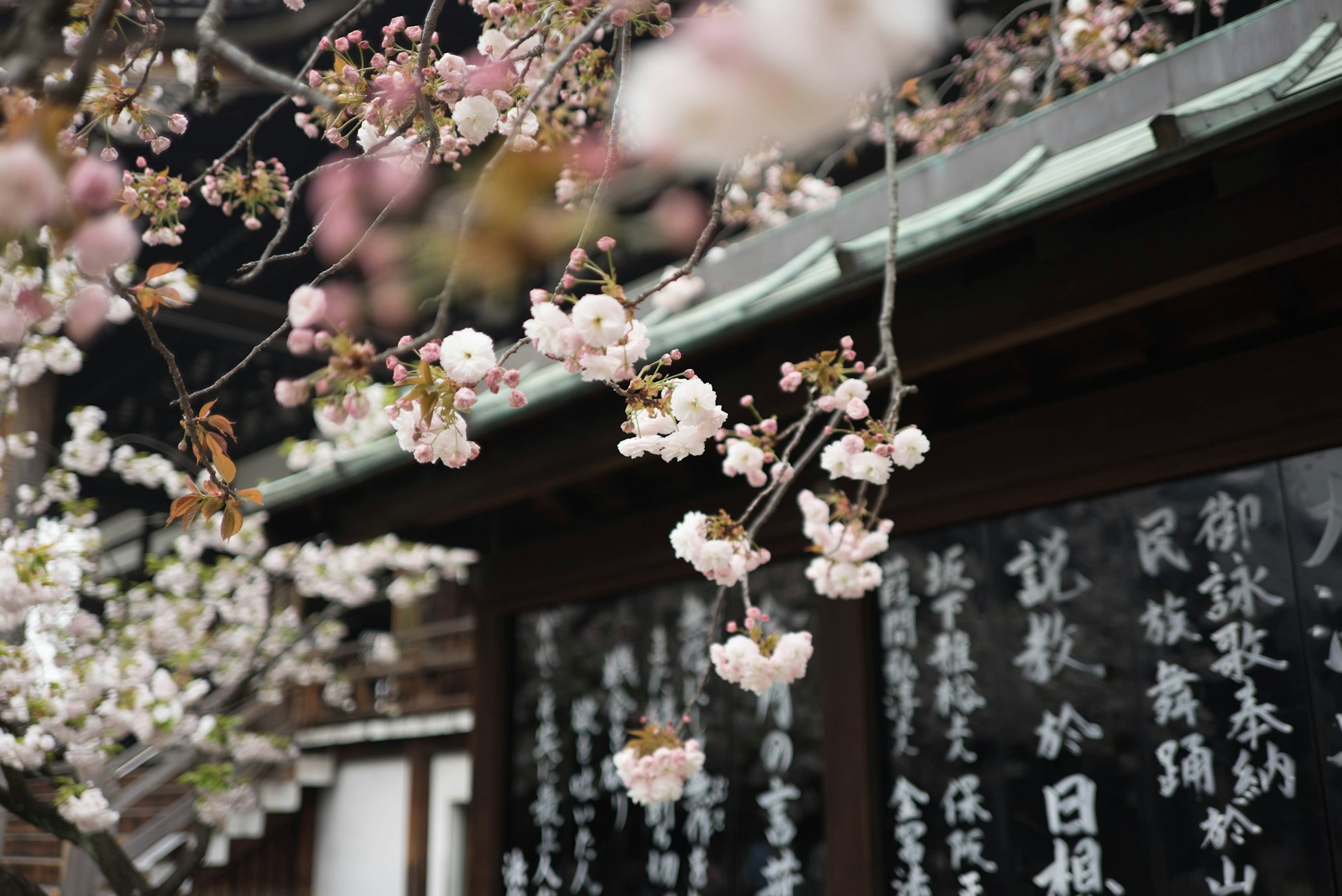Galen Crout - Osaka, Japan Cherry blossom in Osaka
