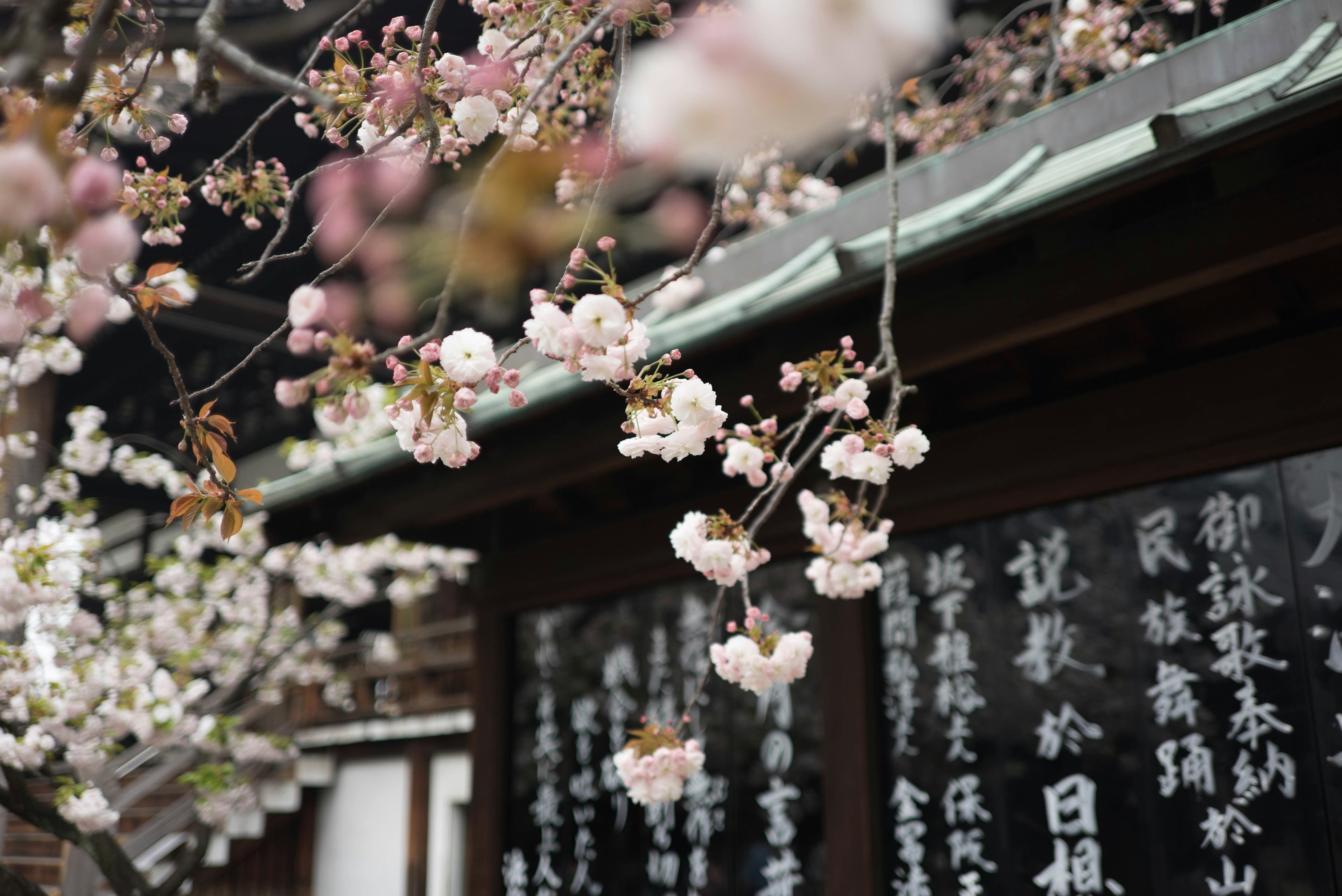 Follow my work at instagram.com/galencrout<br /><br />Cherry blossom in Osaka