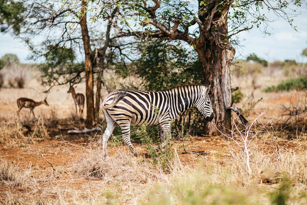 white and black zebra walking on grassland