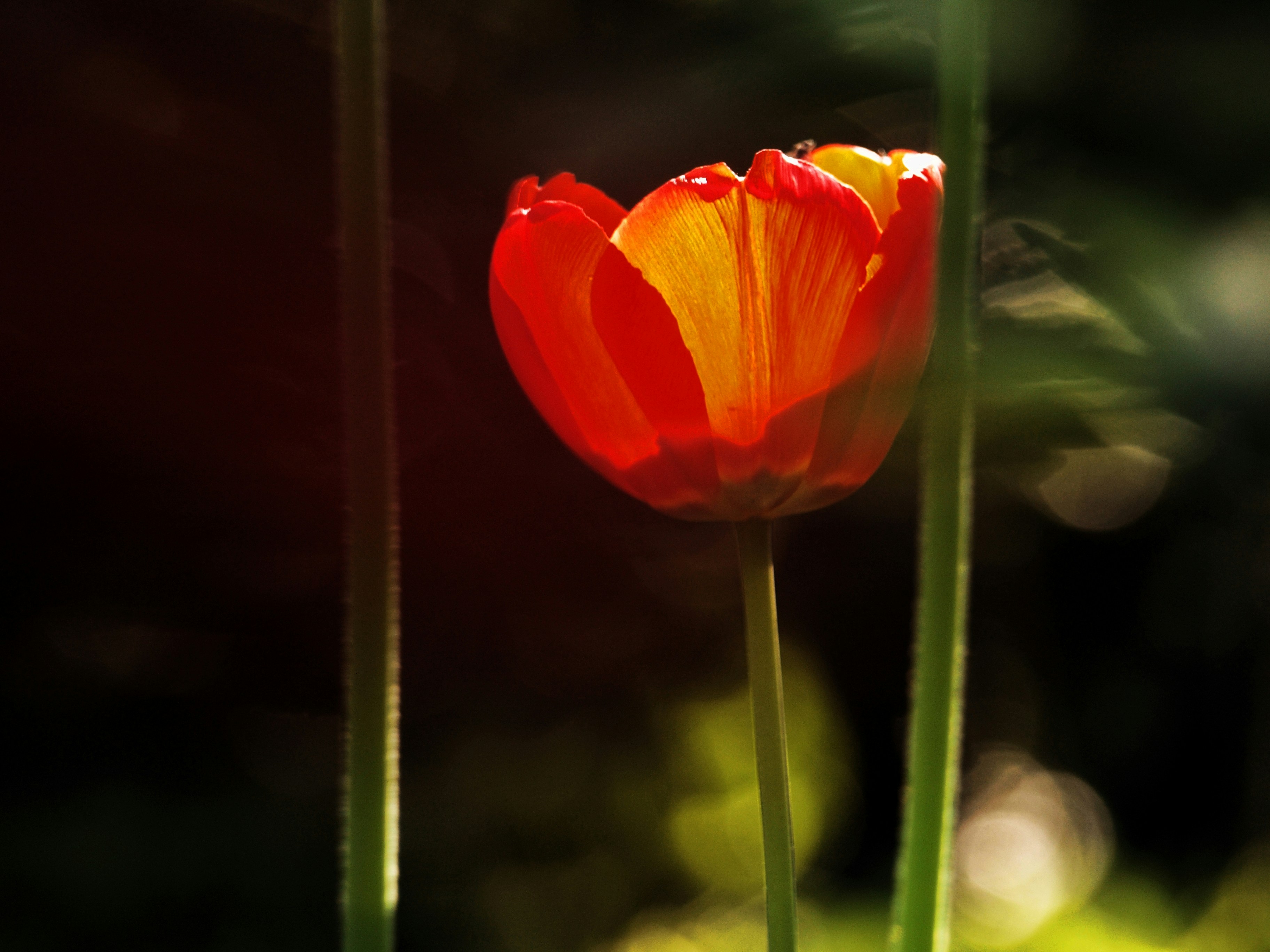 Free Unsplash photo from Alicja Koczaska