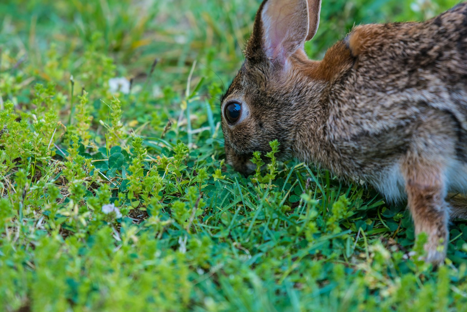 Nikon D750 + Nikon AF-S Nikkor 200-500mm F5.6E ED VR sample photo. Brown rabbit eating green photography