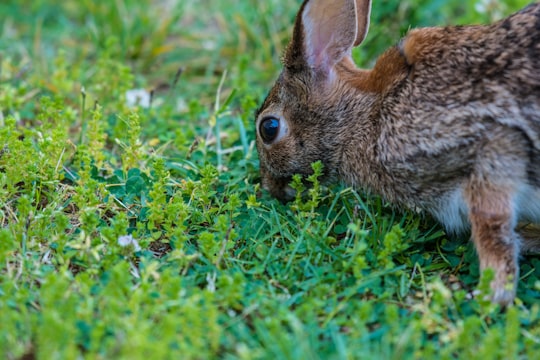 photo of Knoxville Wildlife near Cades Cove