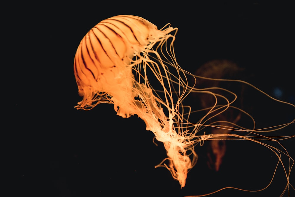 medusa amarilla bajo el agua