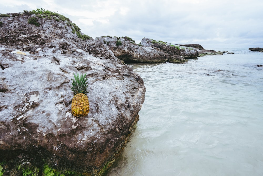 pineapple in a rock close-up photography