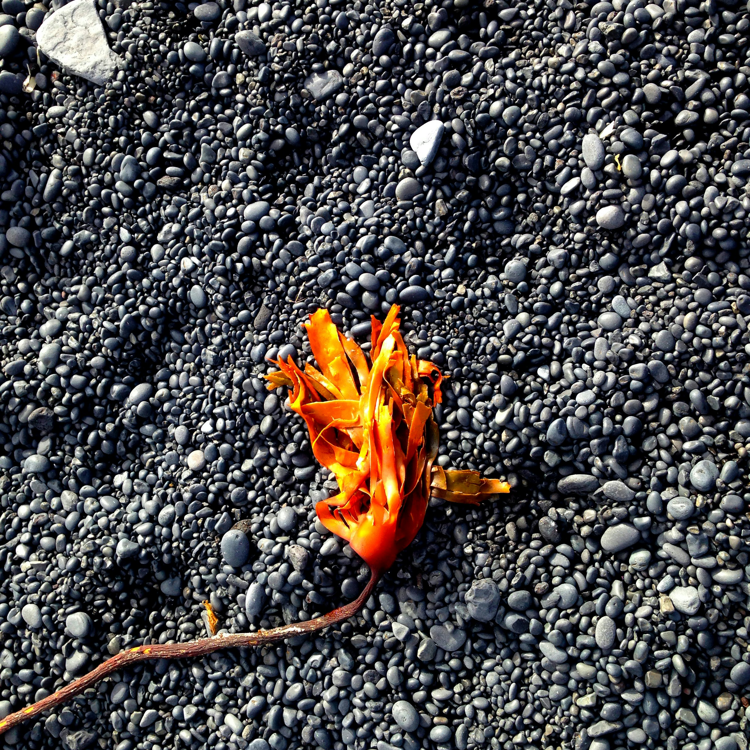 Free Unsplash photo from Milind Kaduskar